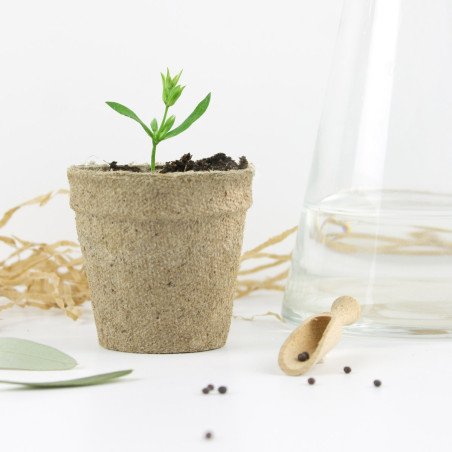 Kit semillas comunión - "BLOSSOM"