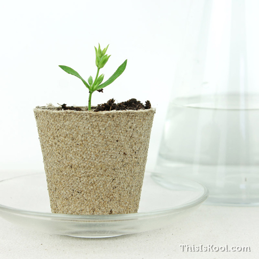 KIT-Seed-Detail-Wedding-Crop-Plant-7